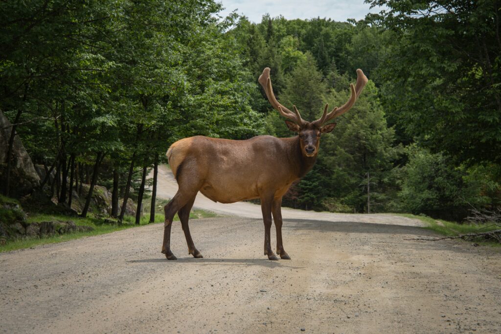 Moose