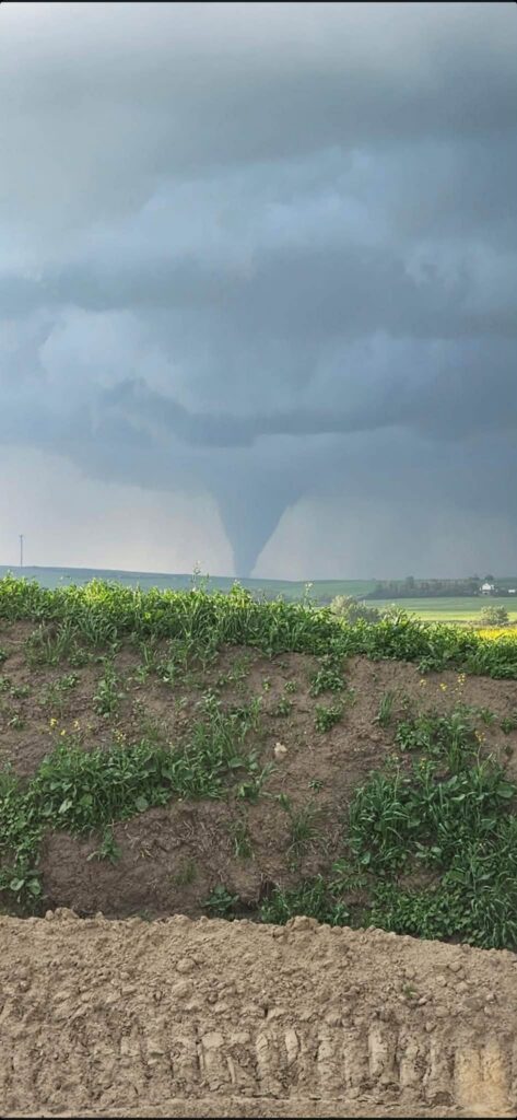 Dillberry Tornado
