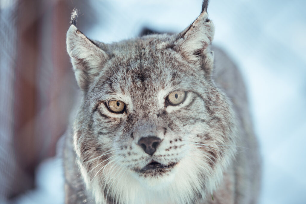 lynx on hill near stones and snow 2026 03 25 03 31 01 utc