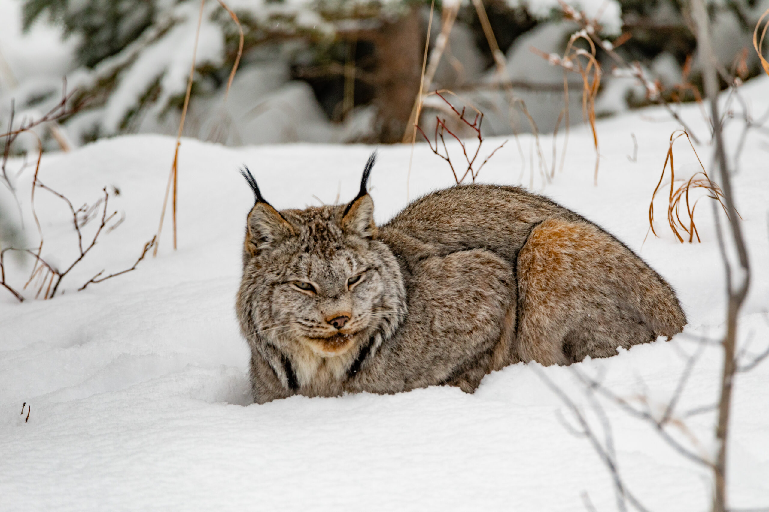 sleepy canada lynx lynx canadensis in winter snow 2026 03 17 19 46 08 utc scaled