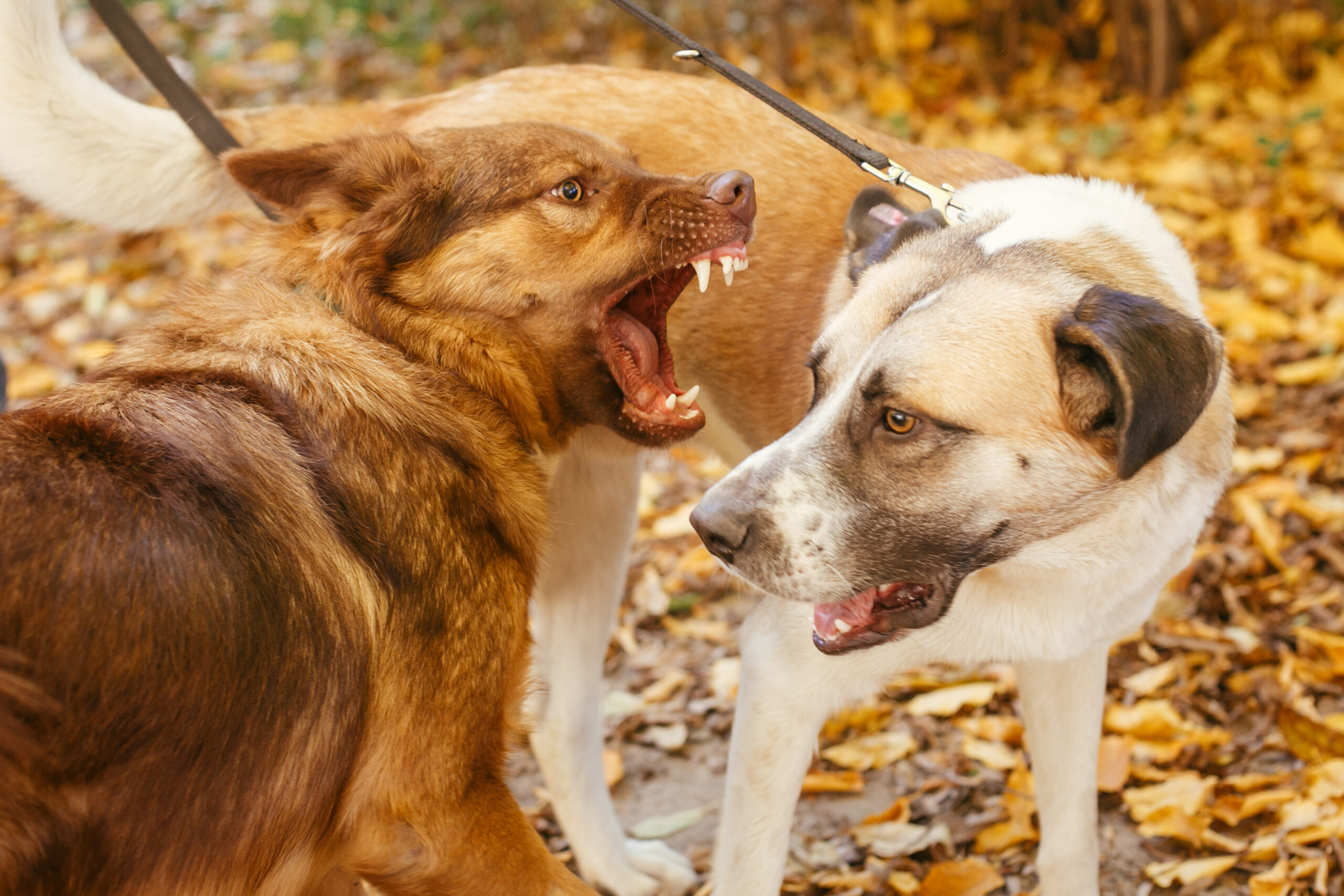 Two Dogs playing in a fall field